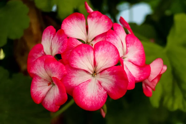 Gros Plan Des Fleurs Hortensia Hortensia Rose Blanc — Photo