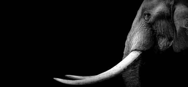 Graustufen Eines Elefanten Mit Schwarzem Hintergrund — Stockfoto