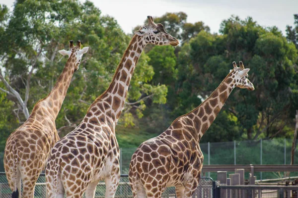 Scenic View Giraffes Long Necks Zoo Daylight — Stock Photo, Image