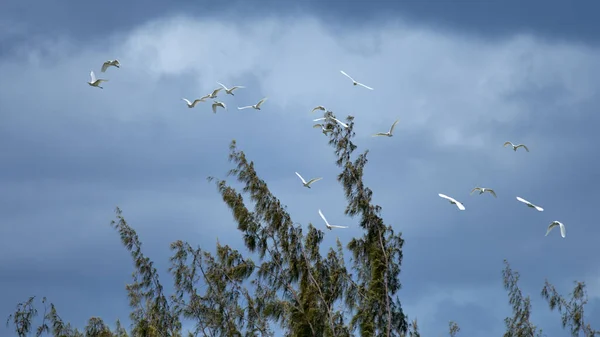 Низкоугольный Снимок Стаи Птиц Летящих Мрачную Погоду — стоковое фото
