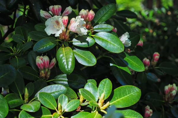 Bahçede Açan Güzel Rhododendron Çiçeklerinin Yakın Çekimi — Stok fotoğraf