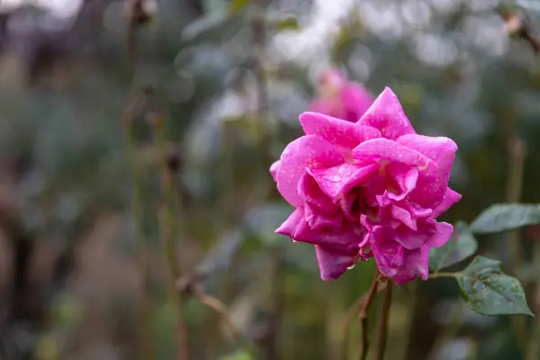 Μια Επιλεκτική Εστίαση Ενός Ροζ Τριαντάφυλλου — Φωτογραφία Αρχείου