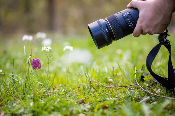 A closeup of a camera near a Fritillaria meleagris flower in a park in Zalaegerszeg, Hungary