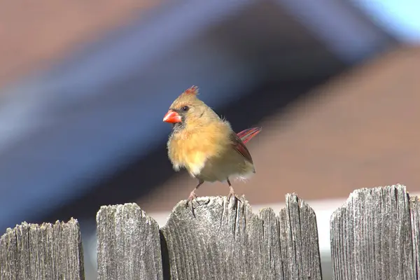 Small Female Cardinal Perched Wooden Fence Owensboro Kentucky — Stock Photo, Image