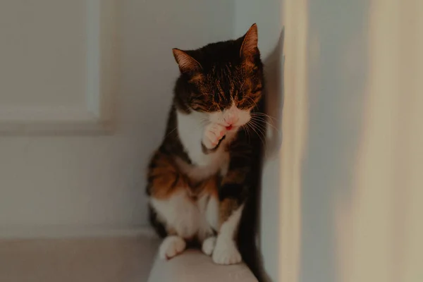 Kanepenin Kenarında Oturan Bir Kedi Yansıması Duvarda — Stok fotoğraf