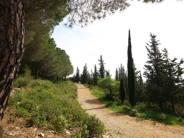 Beautiful Photo Hiking Trail Forest South France — Stock Photo, Image