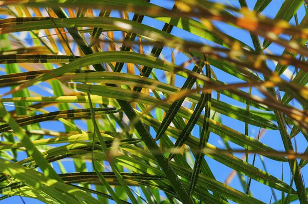 Detailní Záběr Listů Tropické Rostliny — Stock fotografie