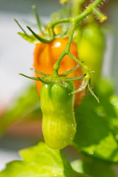 Friske Tomater Der Vokser Økologisk Hjemmehave - Stock-foto