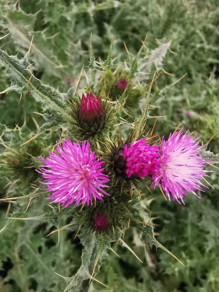 Vertikal Närbild Mjölk Tistel Silybum Marianum Blommor Som Växer Trädgård — Stockfoto