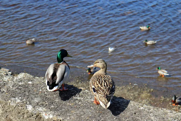 Two ducks sitting on a wall looking down at other ducks