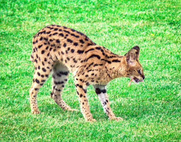 Zbliżenie Leptailurusa Jedzącego Zdobycz Zielonym Parku — Zdjęcie stockowe