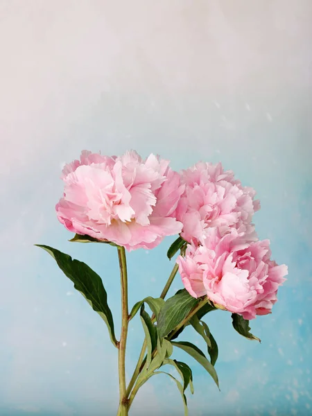 Beau Cliché Trois Pivoines Rose Clair — Photo