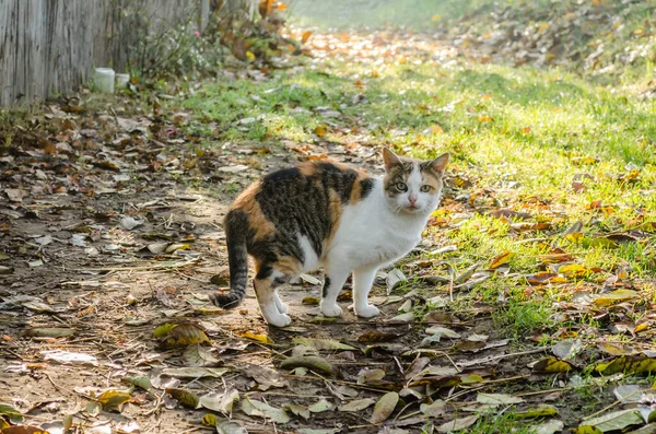 Grönögd Knubbig Tricolor Katt Naturlig Miljö Hösten — Stockfoto