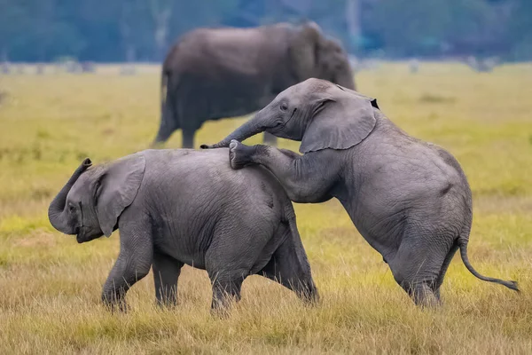 Two Young Elephants Playing Herd Funny Animals Amboseli Park Kenya — Stock Photo, Image