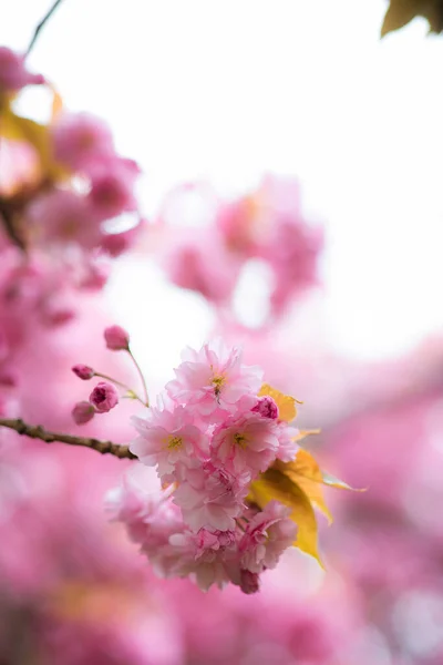 Eine Vertikale Selektive Fokusaufnahme Schöner Rosa Pfirsichblüten — Stockfoto