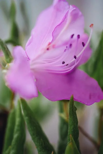 一朵紫色花朵在花园里盛开的竖直照片 — 图库照片