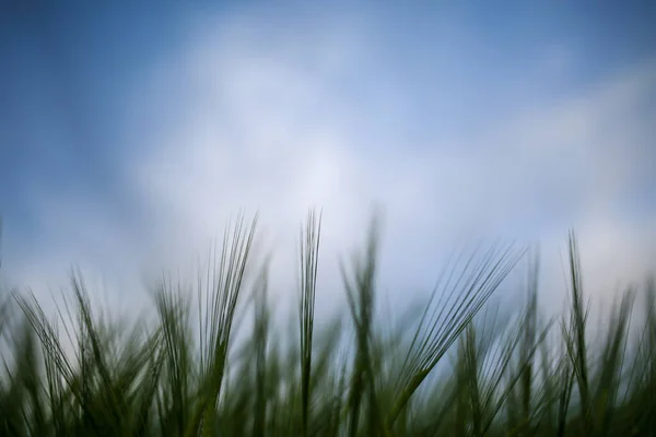 Close Shot Grass Blurry Background — Stock Photo, Image