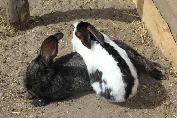 농장에 흑백의 토끼들을 데모아 — 스톡 사진