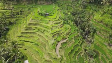 Bali, Endonezya 'daki pirinç tarlalarının hava görüntüleri.