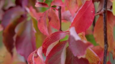 Dallardaki sonbahar kırmızı yapraklarının yakın çekimi.