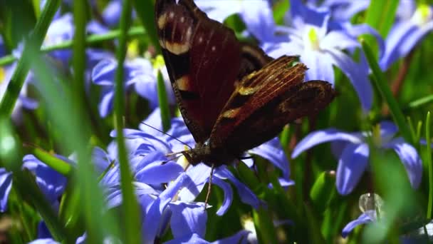 Una Macro Una Mariposa Sobre Una Flor Púrpura — Vídeo de stock