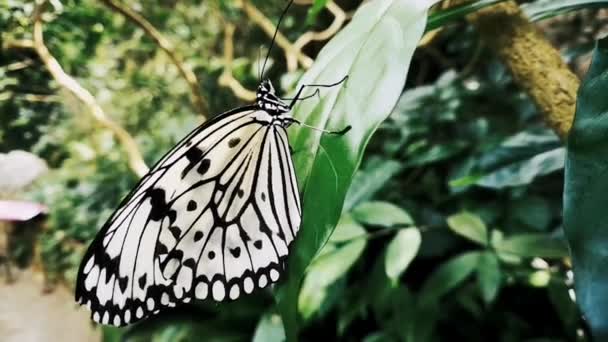 Gros Plan Papillon Blanc Dans Jardin Sur Une Feuille Verte — Video