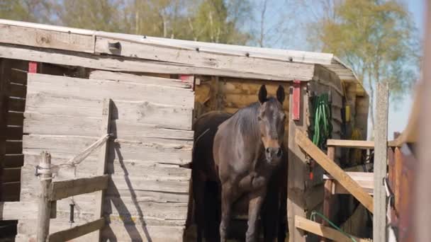 農場の晴れた日に安定した木の外に立っている茶色のサラブレッドの馬 — ストック動画