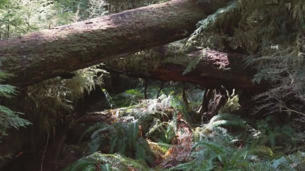 Крупный План Старых Упавших Деревьев Лесу Кэтти Гроув Остров Ванкувер — стоковое видео