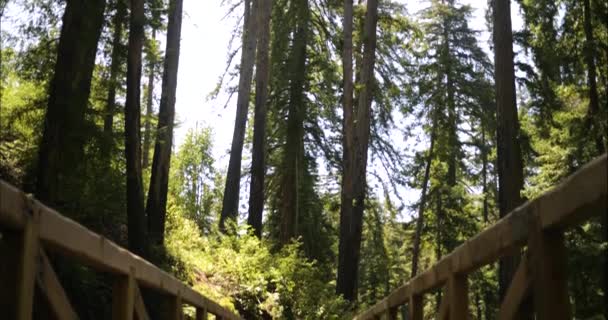Ein Großer Sur Wanderweg Den Pfeiffer Falls — Stockvideo