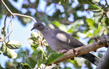 Avrasyalı bir güvercinin bir ağaç dalına yakın plan fotoğrafı.