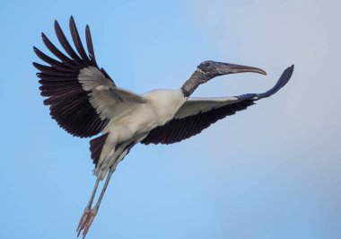 Gökyüzünün arka planında uçarken ahşap leyleğin yakın plan çekimi.