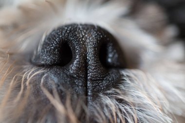 Kıllı köpek burnunun yakın çekimi.