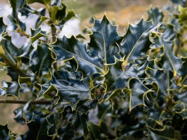 Yeşil Ilex yapraklarına yakın çekim