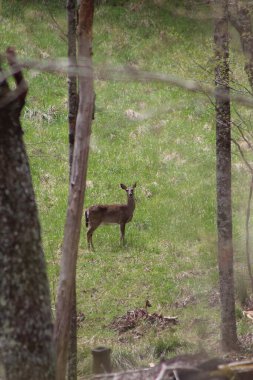 Güzel bir anahtar geyik resmi.