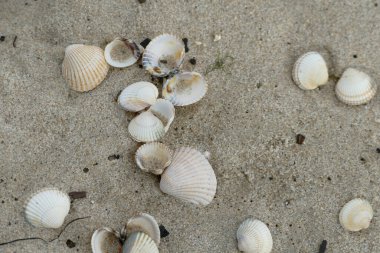 Sahildeki beyaz mermilerin yüksek açılı görüntüsü.