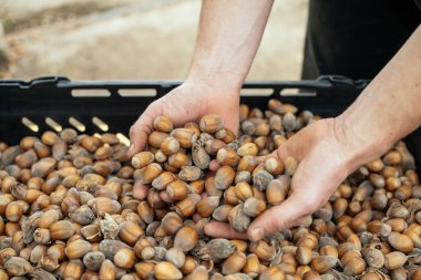 İngiliz hindistan cevizi türünde fındık ellerle hasat ediliyor.