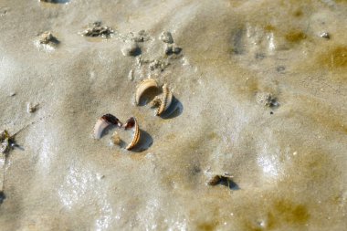 Kuzey Denizi 'ndeki bir plajda bir grup beyaz kabuğun yüksek açılı görüntüsü.