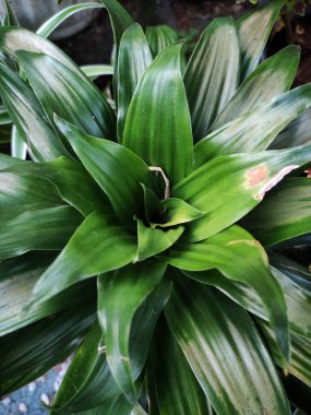 Yukarıdan yeşil yaprakların dikey görüntüsü