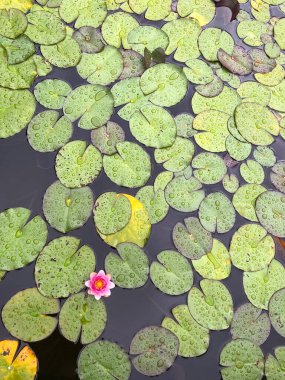Suyun üzerinde çiçek açan su zambağı. Yoğun büyüyen su zambağı. Pembe su zambağı. Yaprakların üzerindeki damlalar.