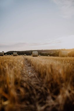 Yazın açık gökyüzünün altında dikey bir manzara.
