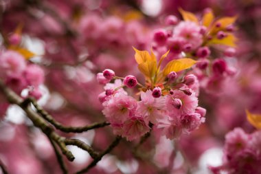 Güzel pembe şeftali çiçeklerinin seçici odak noktası.