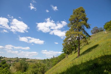 Tarlada büyüyen bir ağacın güzel bir görüntüsü..