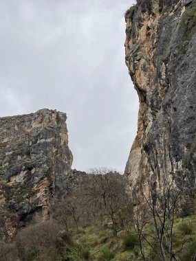 Gündüz vakti yeşil yapraklı dağ uçurumunun dikey görüntüsü HD duvar kağıdı