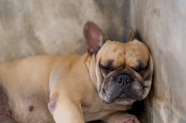 Bir Fransız Bulldog 'un gündüz vakti duvarların yanındaki odada yerde uyuduğu yakın plan bir fotoğraf.