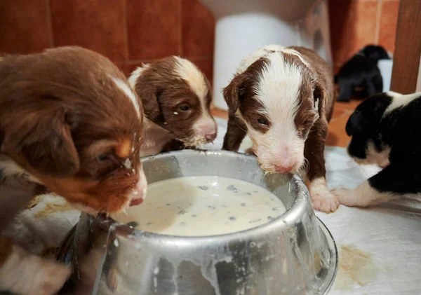 Bearded Collie Puppies Eating One Feeder — Stock Photo, Image