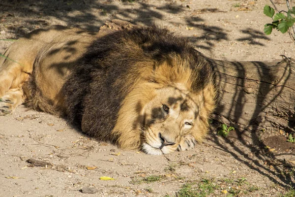 在阳光下躺在地上的狮子 — 图库照片