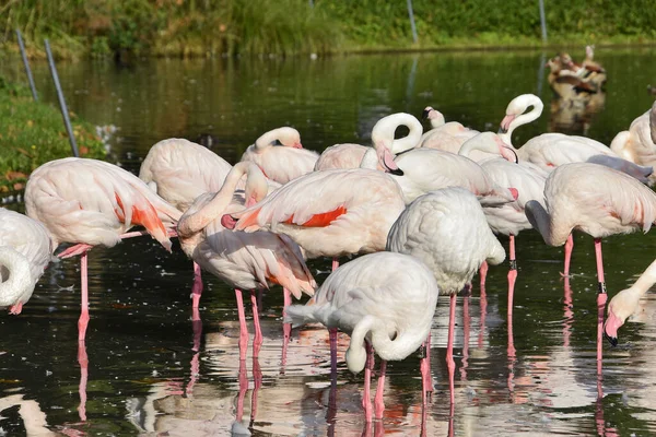 湖のピンク色のフラミンゴのグループ — ストック写真