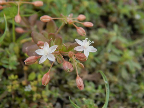 Closeup Shot Small White Flowers — Stock Photo, Image