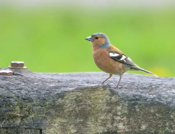 Close Shot Common Chaffinch Standing Wooden Surface — Stock Photo, Image