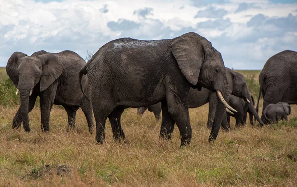 Manada Grandes Elefantes Africanos Caminhando Campo Dia Ensolarado — Fotografia de Stock
